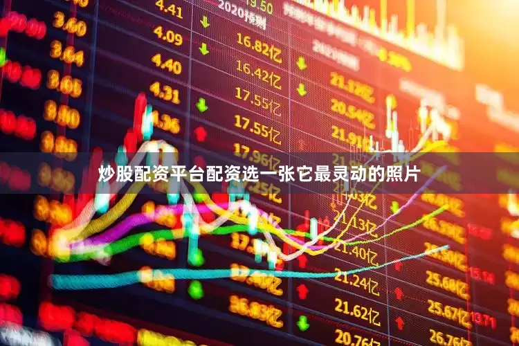 炒股配资平台配资选一张它最灵动的照片